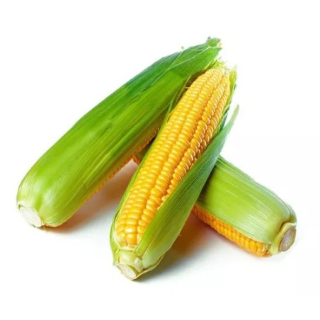 Maíz amarillo